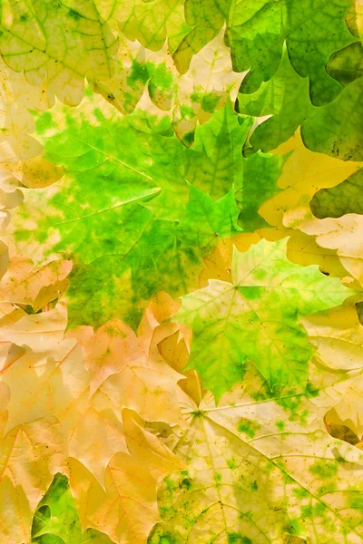 Liście klonu w piękne kolory jesieni — Zdjęcie stockowe