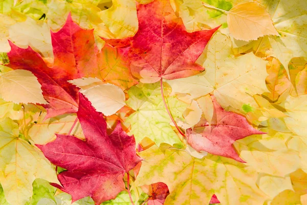 Ahornblätter in schönen Herbstfarben — Stockfoto