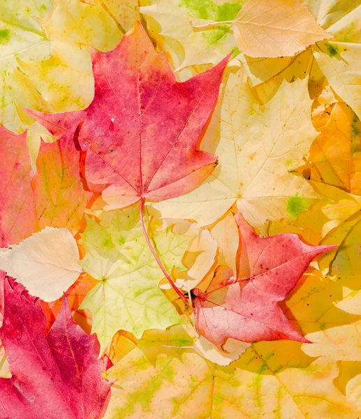 Ahornblätter in schönen Herbstfarben — Stockfoto
