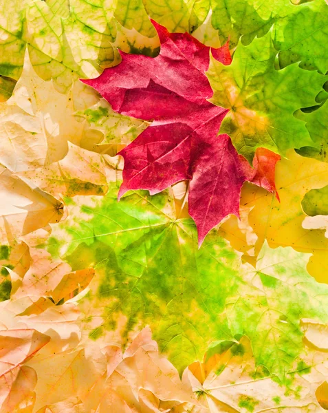 Folhas de bordo em belas cores de outono — Fotografia de Stock