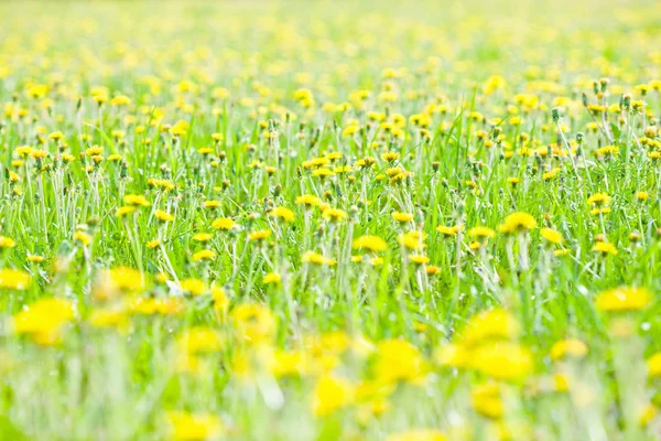 Dandelions bir çim — Stok fotoğraf