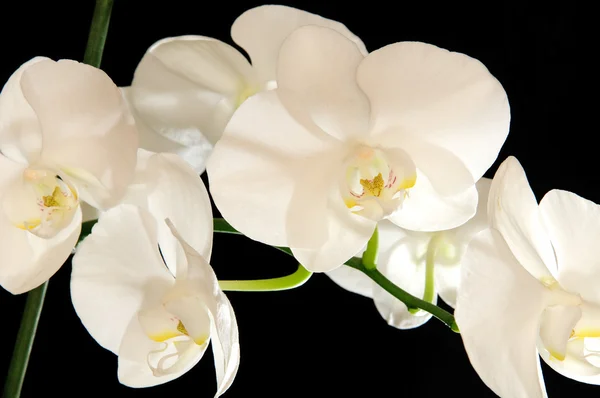 Orchidee — Stock Photo, Image