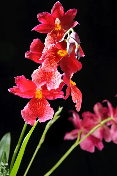 stock image Orchidee