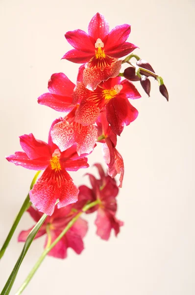 stock image Orchidee