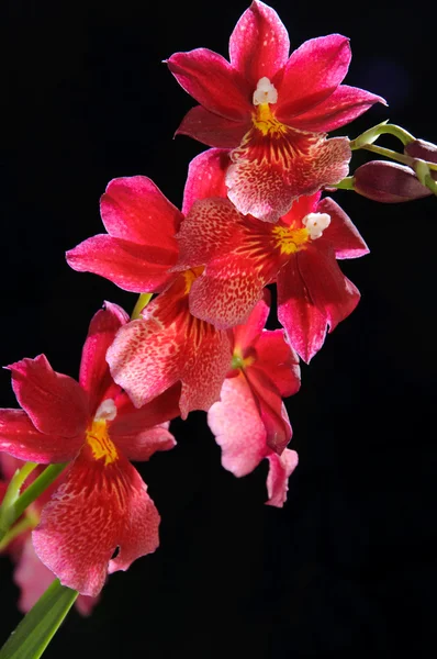 Orquídea Fotografia De Stock