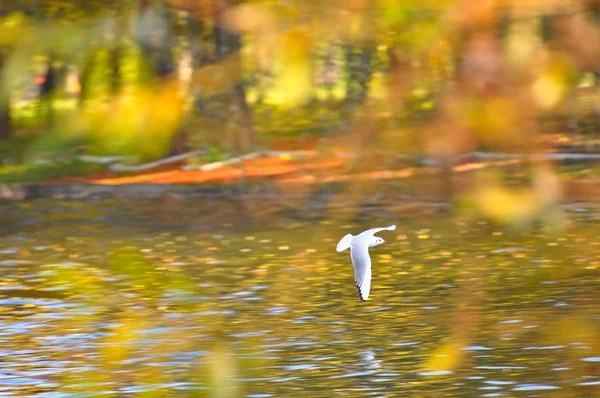 stock image Seagull