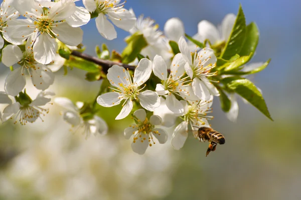 Συγκέντρωση των μελισσών γύρη Royalty Free Εικόνες Αρχείου