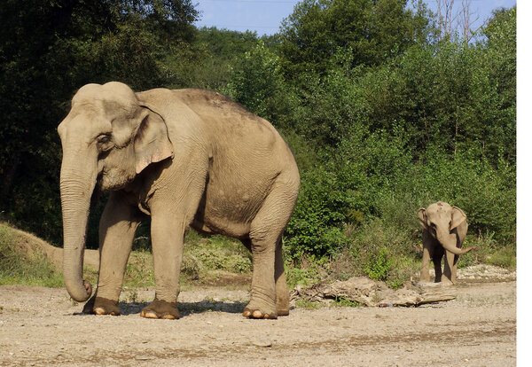 Tusks, wild, safari, large, ears, Africa, trunk., nature, its, Elephant, India