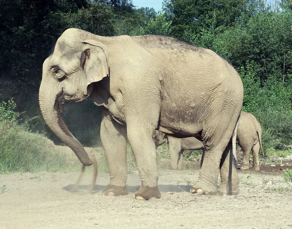 Gajah — Stok Foto