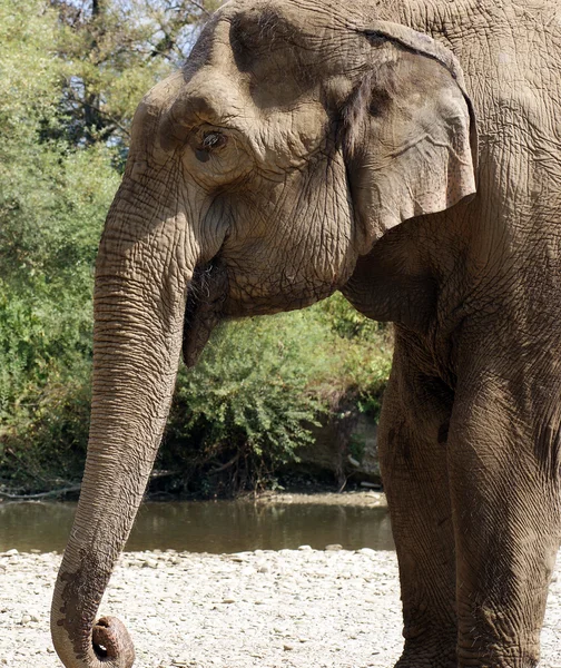 Gajah — Stok Foto