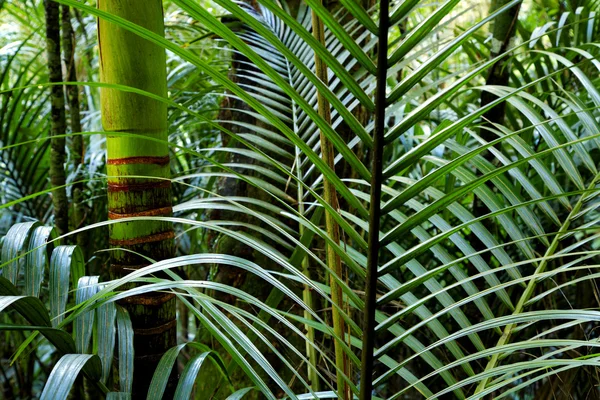 ジャングル — ストック写真