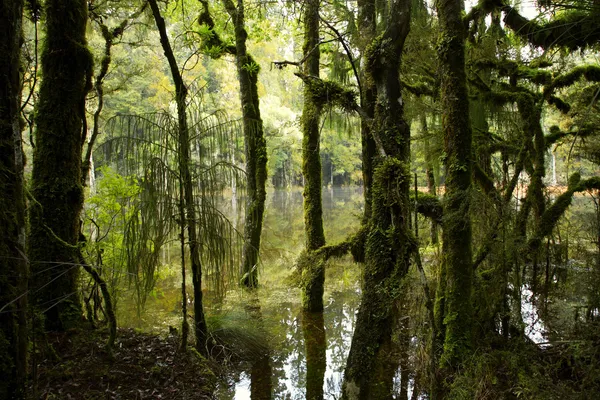 Swamp — Stock Photo, Image