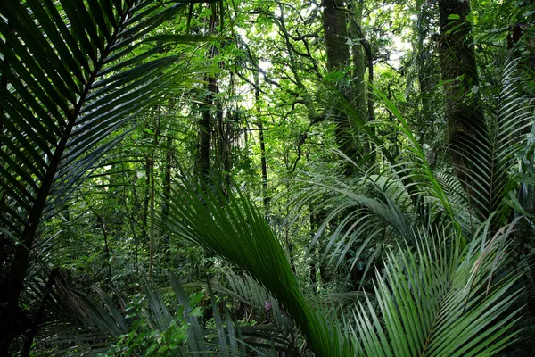 Jungle — Stock Photo, Image