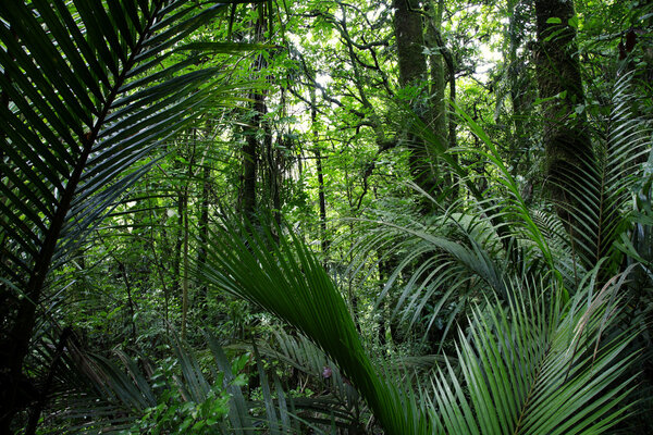 Tropical forest jungle, natural background