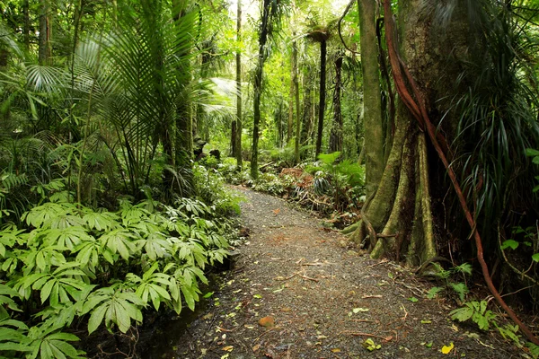Тропический лес — стоковое фото