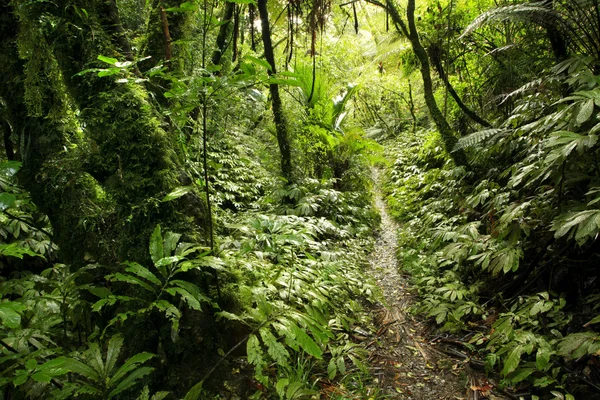 stock image Tropical forest