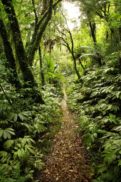 Trópusi erdő — Stock Fotó