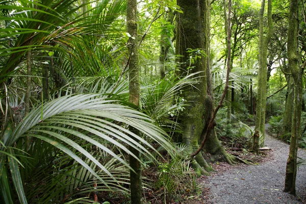 Tropiska skogar — Stockfoto