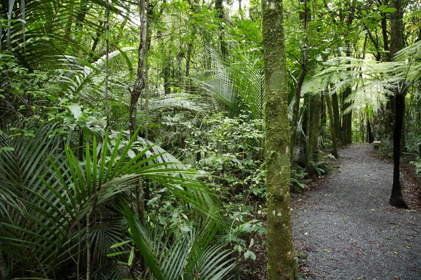 열 대 우림 — 스톡 사진