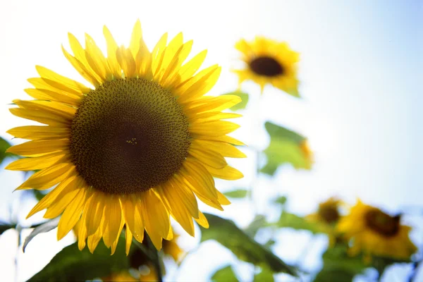 Sonnenblumen — Stockfoto