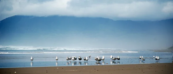 Seagull op de oceanside — Stockfoto