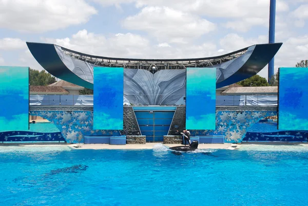 stock image Killer whale Shamu show