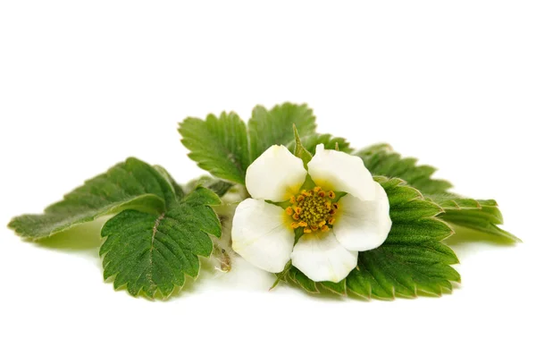 Flor de morango branco no fundo branco Imagem De Stock
