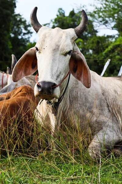 stock image White cow