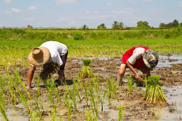 Thai farmer — Stock Photo, Image