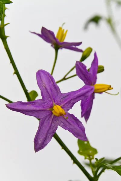 Kleine schattig bloem — Stockfoto