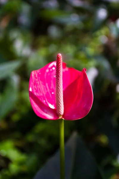 アンスリウムの花 — ストック写真