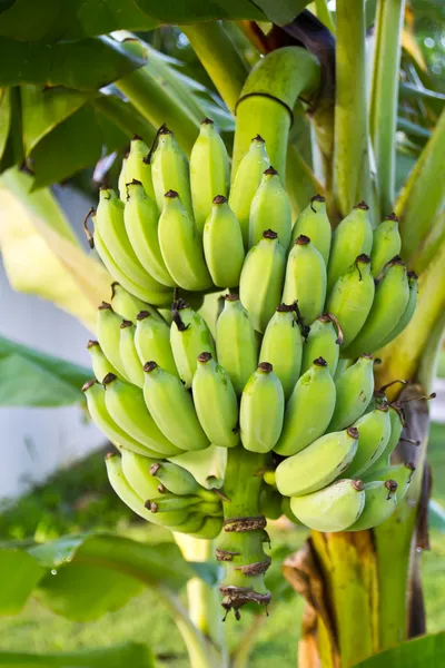Banane a fascio — Foto Stock