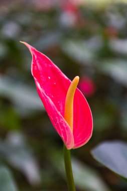 Anthurium çiçekleri