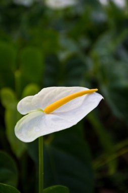 Anthurium çiçekleri