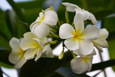 Plumeria