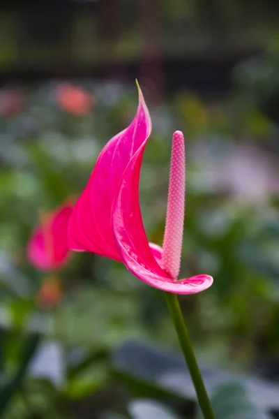 Anthurium flori — Fotografie, imagine de stoc