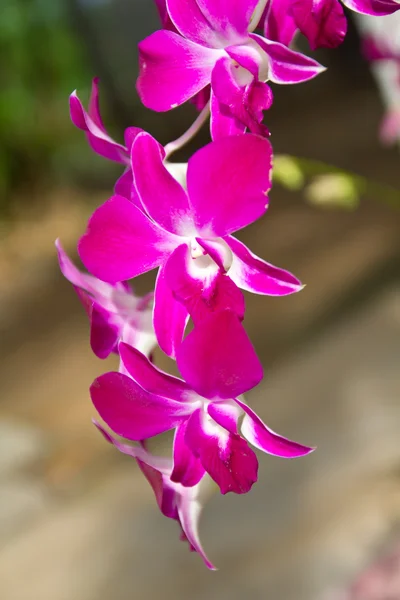 Pembe orkide — Stok fotoğraf