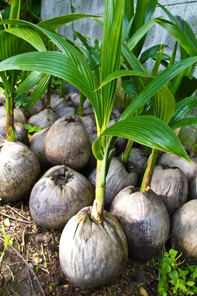 Colpo di cocco — Foto Stock
