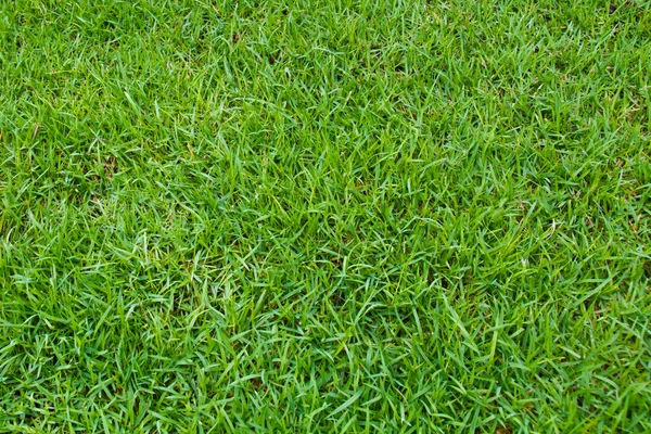 stock image Grass