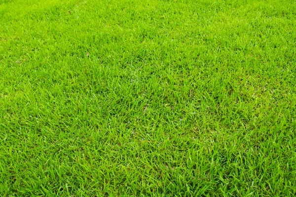 stock image Grass