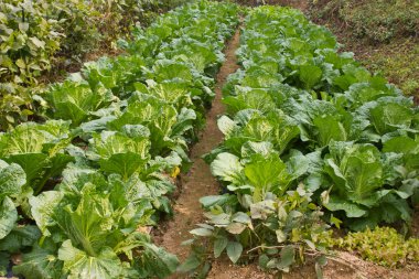 Brassica chinensis