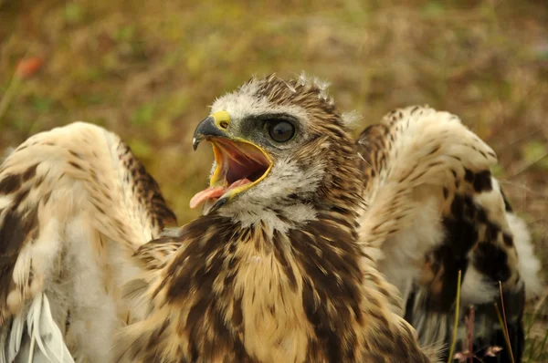 Baby eagle — Stock Photo, Image