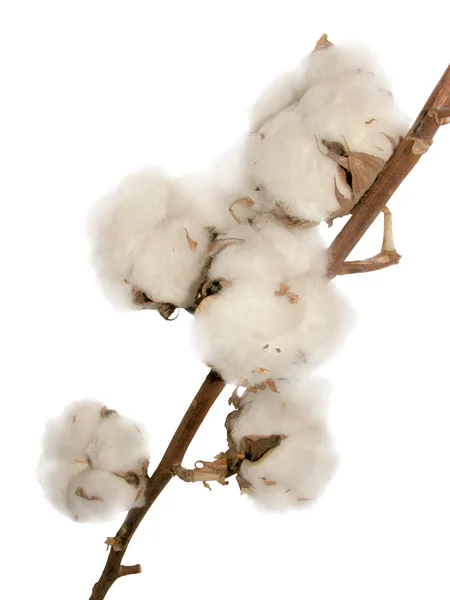 stock image Cotton flowers