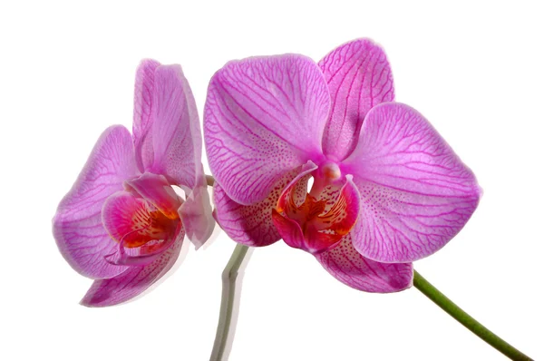 Reflection of a pink orchid Stock Photo