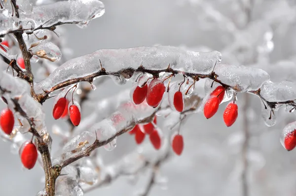 stock image Bush of a barberry with red berries in ice