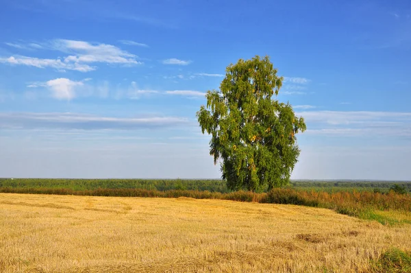 Stock image Lonely birch