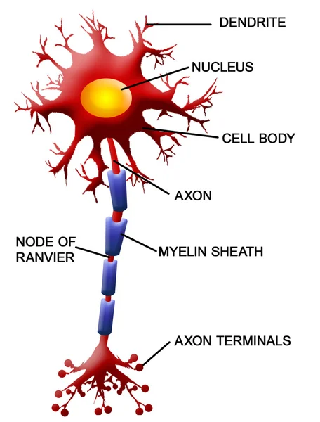 Nöron hücre — Stok Vektör
