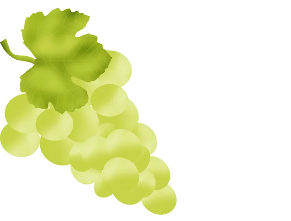 Біла винограду — стоковий вектор