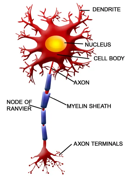 Célula neuronal — Vector de stock