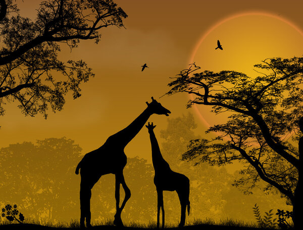 Two giraffes on jungle
